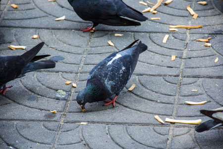 Rock pigeon in the park.の写真素材