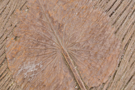 leaf print on the floor can be used as backgrounの写真素材