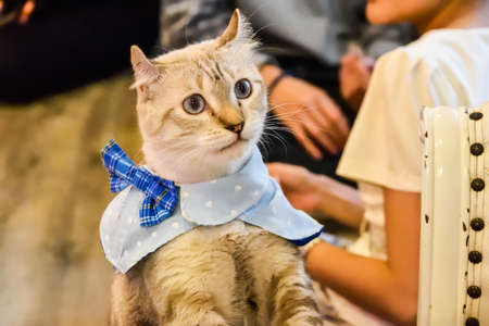 Cat wear blue shirt.の写真素材
