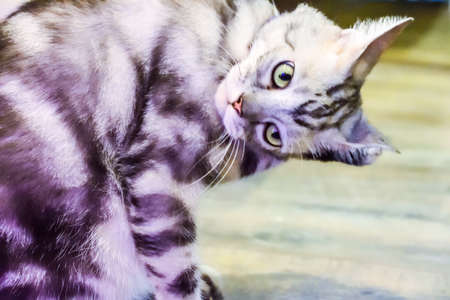 cute american short hair catの写真素材