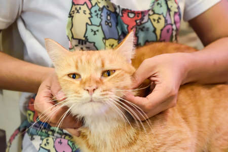 Orange short leg  Munchkin cat touched by woman hands.の写真素材