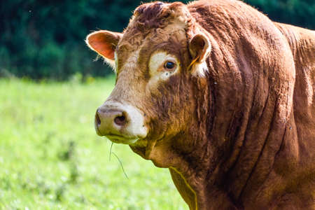 brown bull in the meadow.の写真素材