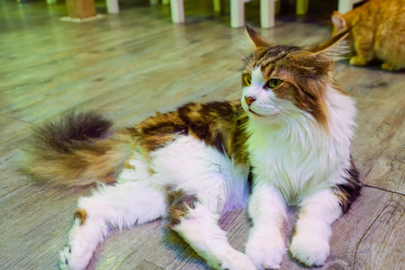 Maine coon  cat sitting.