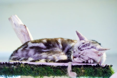 cute american short hair cat sleeping.の写真素材