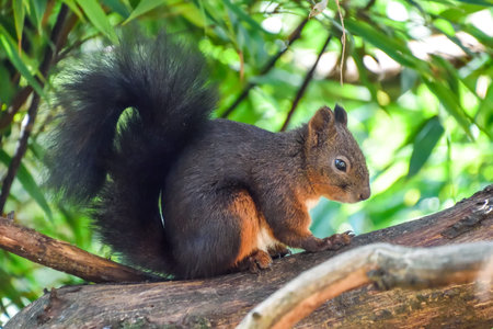 brown squirrel on the tree.の写真素材