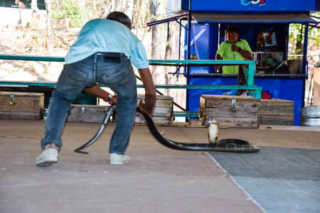 Khon Kaen,Thailand - February3,2016 -a public show in the King Cobra Village, Thailand.のeditorial素材