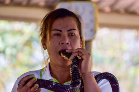 Khon Kaen,Thailand - February3,2016 -a public show in the King Cobra Village, Thailand.のeditorial素材