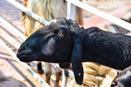 Goat waiting people feeding food.の写真素材