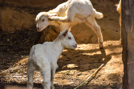 little cute goat in the farm.の写真素材