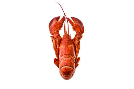 Boiled lobster on a white background.の写真素材