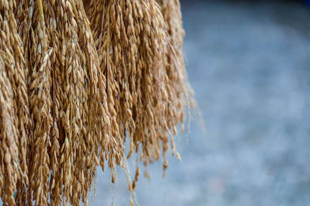 Dry Thai rice paddy.の写真素材