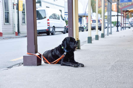 Black Labrador dog waiting the owner.の写真素材