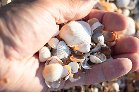 Seashells on the sea in hand