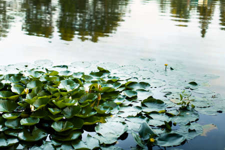 Green leaves of water lilies in the pondの写真素材