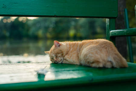A cat sleeps on a green bench in the villageの写真素材