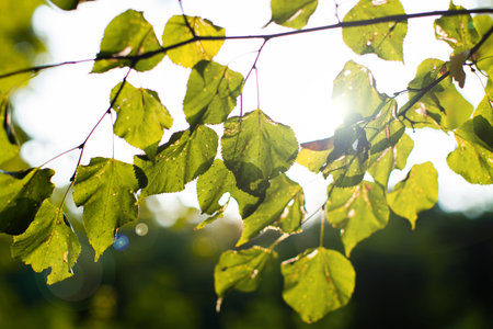 Leaves on a tree in late summerの写真素材
