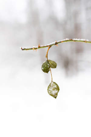 Leaf and branch in the forest in winter, covered with frost, snow, cold. Nature of Russia.の写真素材