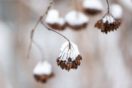 Winter bushes covered with snow. Nature of Russia.の写真素材