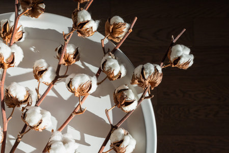 Dry cotton inflorescences on a dark background in the interior shot with hard sunlight.の写真素材