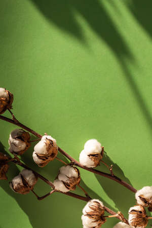 Dry cotton inflorescences on a color background in the interior shot with hard sunlight.の写真素材