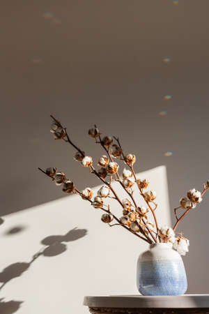 Dry cotton inflorescences on a light background in the interior shot with hard sunlight.の写真素材