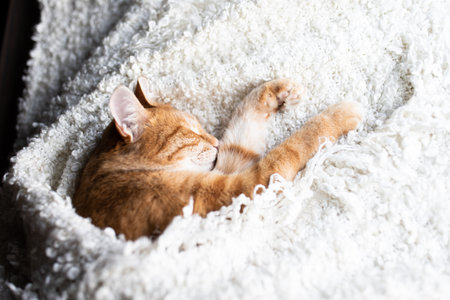 The red cat sleeps and smiles on a white fluffy blanket. Happy pet cat.の写真素材