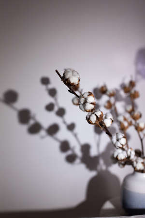 Dry cotton inflorescences on a light background in the interior shot with hard sunlight.の写真素材