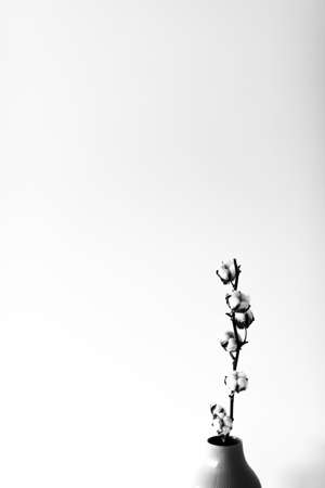 Dry cotton inflorescences on a light background in the interior shot with hard sunlight.の写真素材