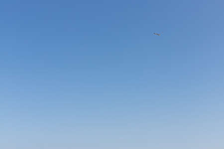 The seagull hovers against the clear blue sky to the south above the sea. Copy space.の写真素材