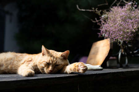 A red cat lies on a dark wood table in the summer in the village. Front view.の写真素材