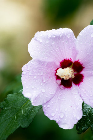 Pink hibiscus flower in the open state after rain with water droplets. Front view.の写真素材