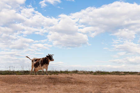 A white-brown cow stands by the beach against the background of grass and sky. Front view.の写真素材