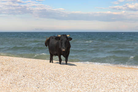 A black cow stands on a beach near the sea. Front view.の写真素材