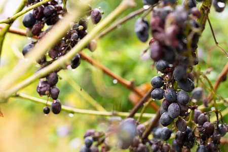A bunch of autumn ripe grapes on a vine after the rain. Front view.