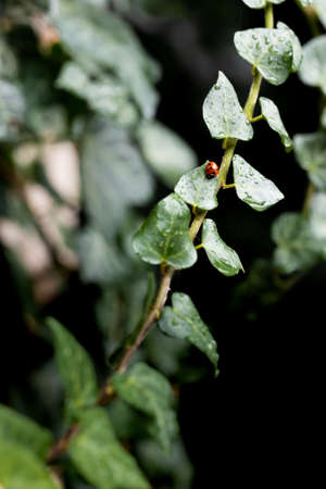 The Coccinellidae ladybug sits on ivy leaves in the garden. Dark background. Front view.の写真素材