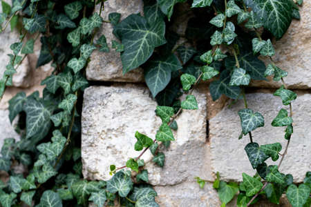 A light limestone wall covered with green ivy leaves after rain. Front view.の写真素材