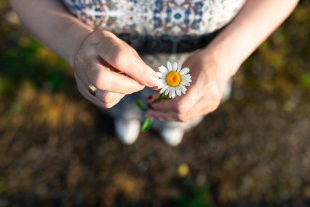 Mature woman guesses at a chamomile flower. Wedding ring, hands. Top view.
