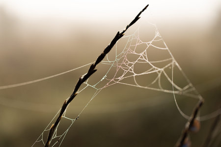 Dawn in the field. Web covered with dew. Meadow in Russia. Front view.