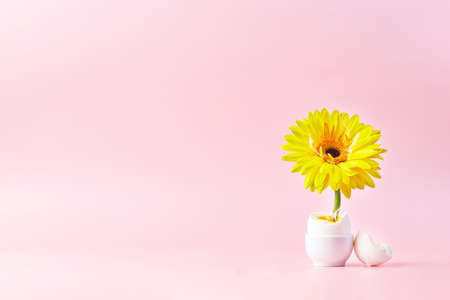 The concept of the birth of spring. Valentines Day. Gerbera flower grows from a chicken egg. Front view.の写真素材