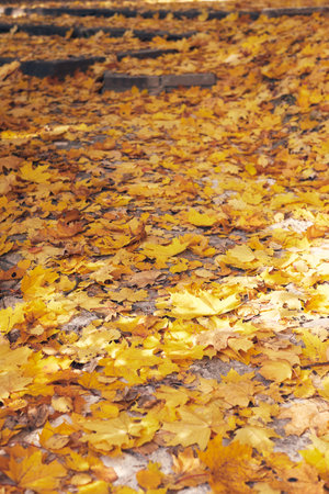 Orange maple leaves lie on the road, a frame of leaves for the background and inscriptions. Concept...