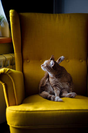 Red domestic cat sits on a yellow chair and looks out the window in a funny pose. Front view.の写真素材