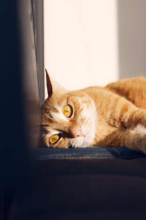 The ginger cat lies on a chair and is sad. Front view.の写真素材