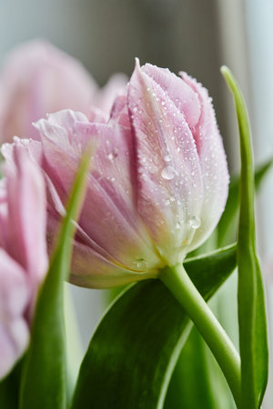 Peony-shaped tulips photo in a bouquet. Macro photo of flowers. Spring and holiday concept, gifts...