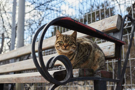 A stray cat sits on a bench in the winter. Vertical photo. Russia.の写真素材
