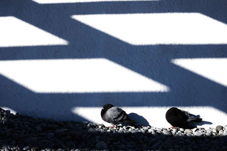 Pigeons and geometric shadows on the wall. Bright sunny day. Wall texture. Front view.の写真素材