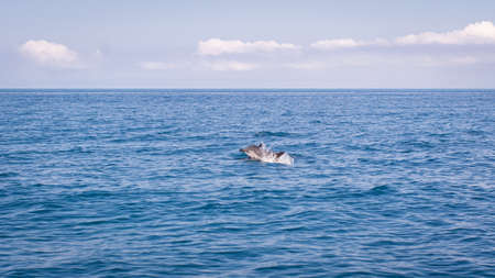 Sea boat ride with dolphins in the sea. The concept of seaside recreation, fishing, enjoying nature. Front view.の写真素材