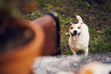 A playful Jack Russell dog in the backyard. The concept of a pet and the joy of playing with it....