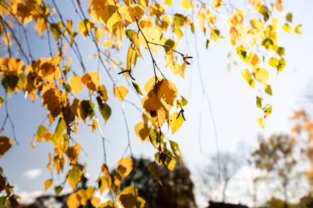 Autumn landscape with forest and sky. Front view.