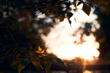 Spring leaves against the background of the setting sun. Nature and the forest around us. Front view.の写真素材