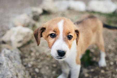 Photo of cute mongrel puppies on the street. Front view.の写真素材